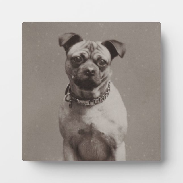Plaque Photo Chien vintage (Devant)