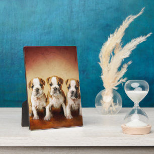 Plaque Photo Chiens de taureau anglais vraiment mignons