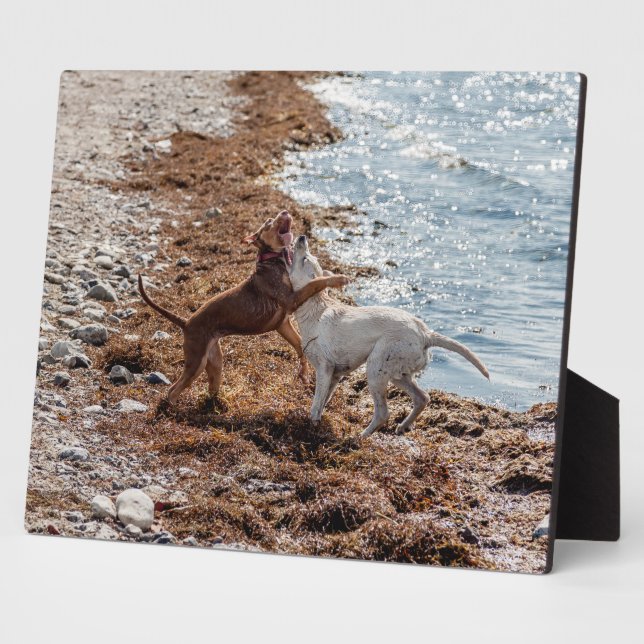 Plaque Photo Chiens sur la plage (Côté)