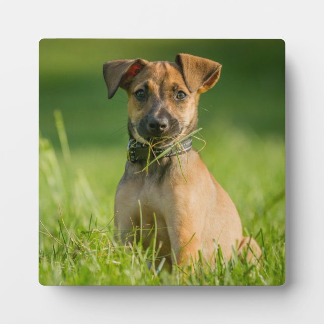 Plaque Photo Chiot Dans L'Herbe (Devant)