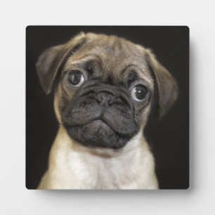 Plaque Photo Chiot de petit Carlin Extraordinaire