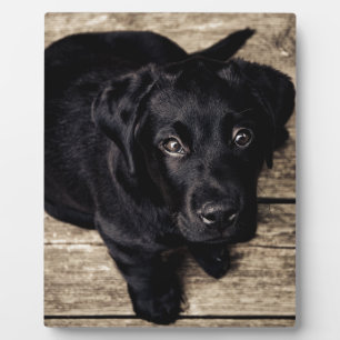 Plaque Photo Chiot de récupération du Labrador noir sur bois