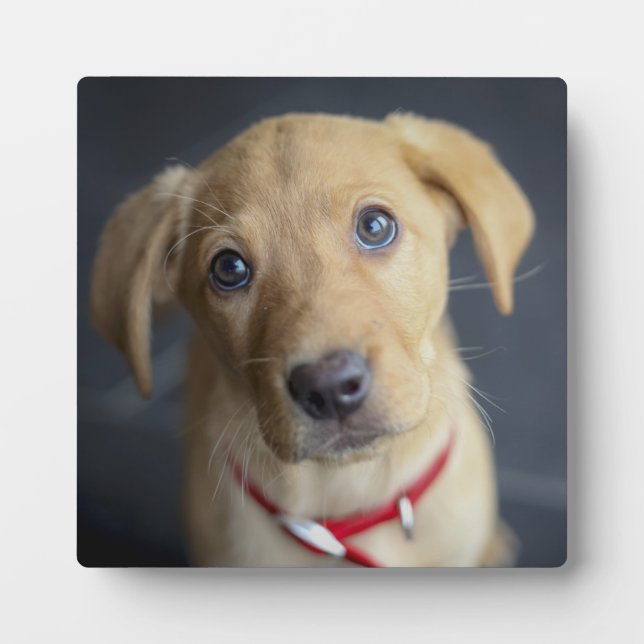 Plaque Photo Chiot Red Fox Labrador (Devant)