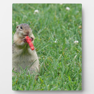 Plaque Photo Chipmunk.JPG