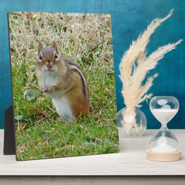 Plaque Photo Chipmunk oriental (Côté)