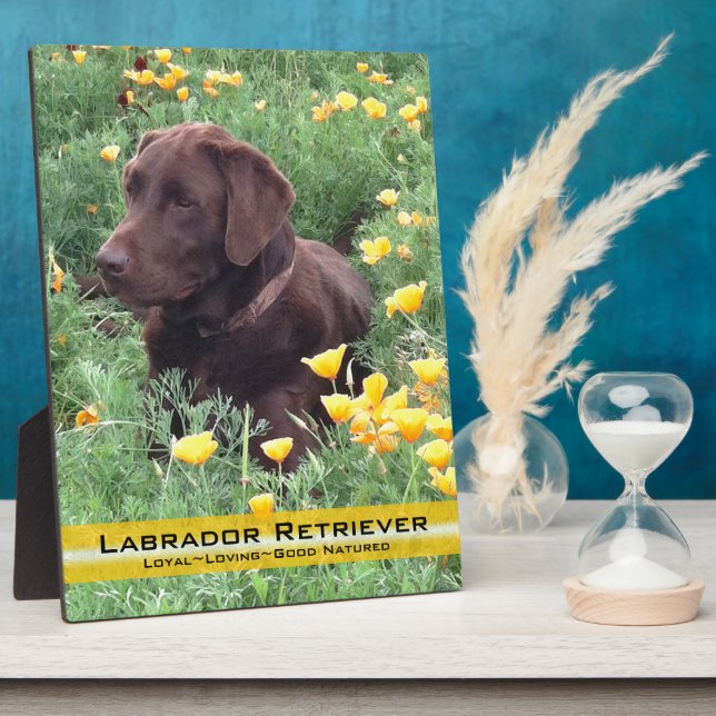 Plaque Photo Chocolate Lab in California Poppy Patch (Côté)