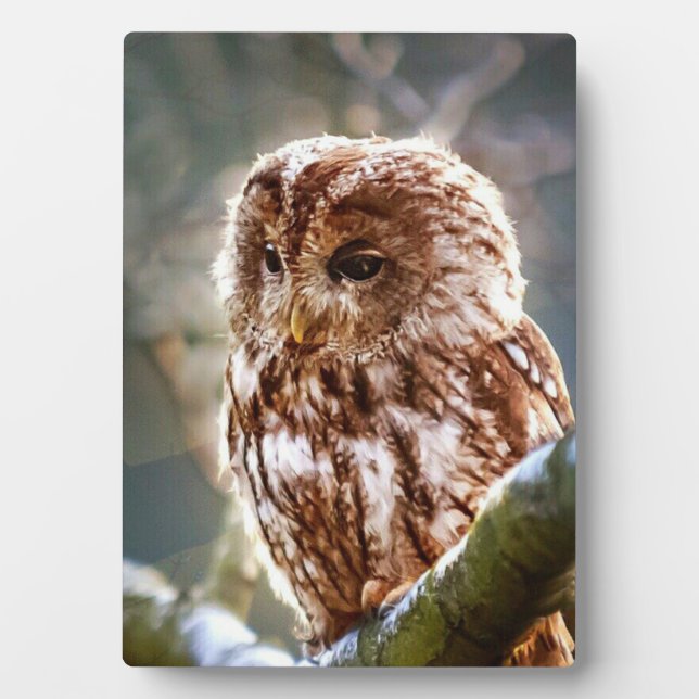 Plaque Photo Chouette (Devant)