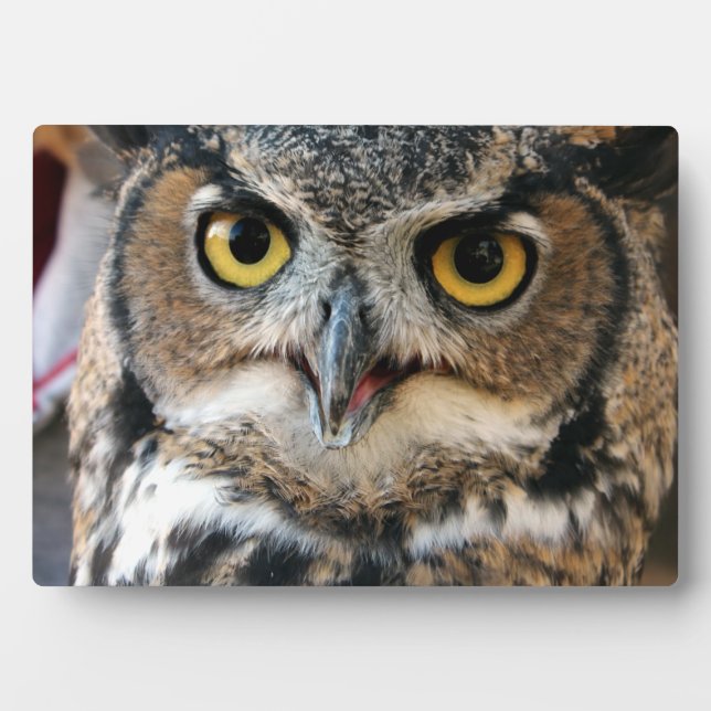 Plaque Photo Chouette à cornes (Bubo virginianus) (Devant)