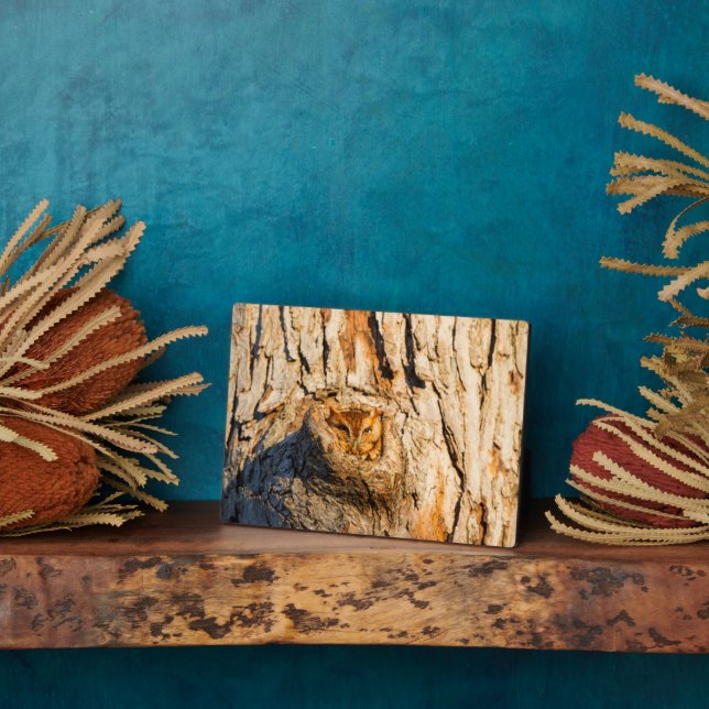 Plaque Photo Chouette à cris de l'Est (Côté)