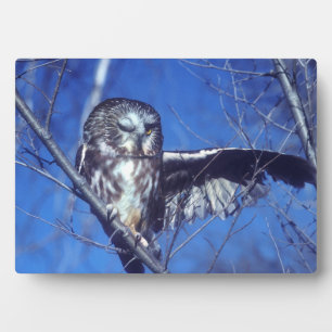 Plaque Photo Chouette à enclos