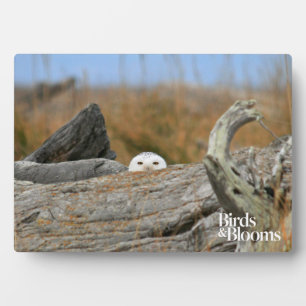 Plaque Photo Chouette des neiges