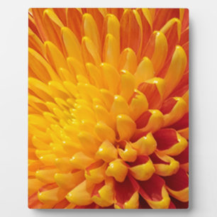 Plaque Photo Chrysanthème jaune et orange