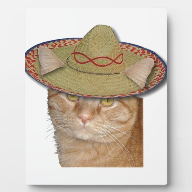 Plaque Photo Cinco de Gato (Devant)