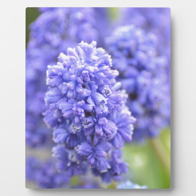 Plaque Photo Cloches bleues (Devant)
