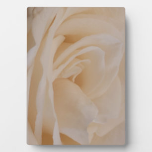 Plaque Photo Closeup Rose couleur crème