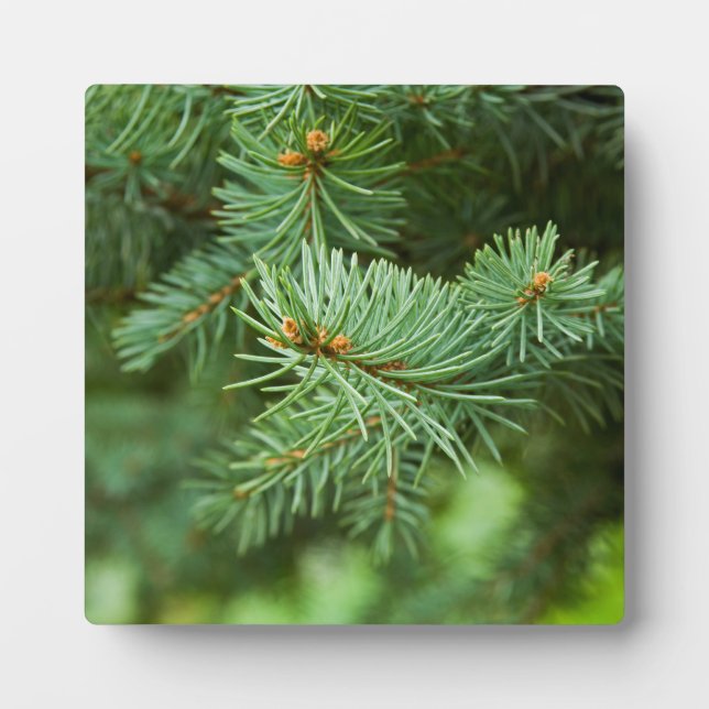 Plaque Photo Closeuse de pin (Devant)