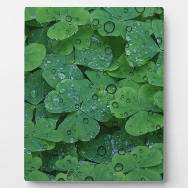 Plaque Photo Clover vert irlandais (Devant)