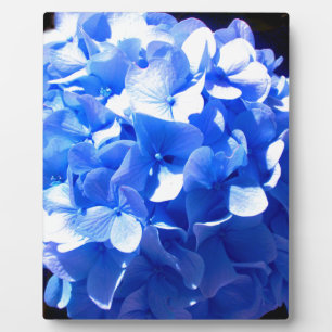 Plaque Photo Cobalt bleu floral élégant bleu hydrangées