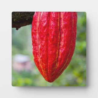 Plaque Photo cocod