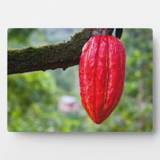 Plaque Photo cocod