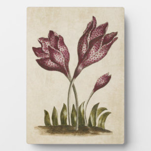Plaque Photo Colchicum végétal vintage
