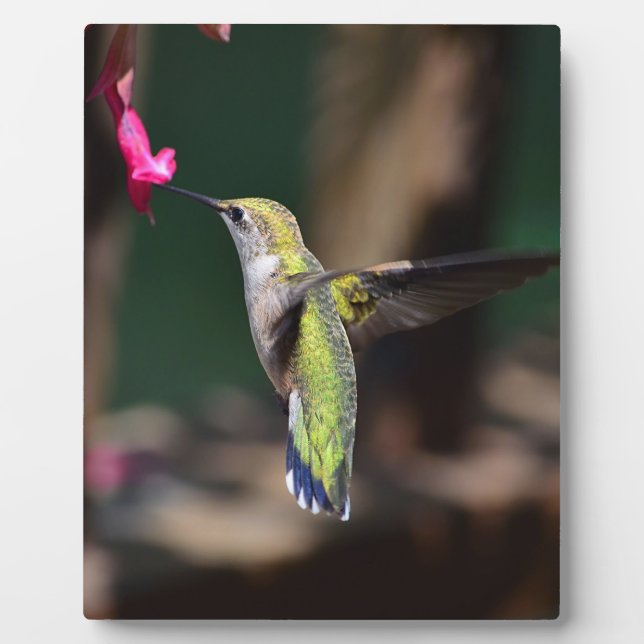 Plaque Photo Colibri et fleur de sauge (Devant)