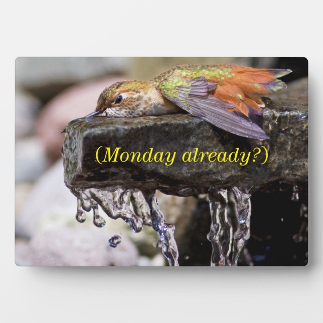 Plaque Photo Colibri posé dans l'eau (Devant)