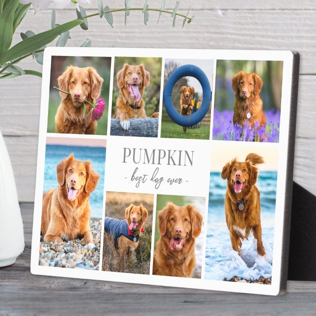 Plaque Photo Collage de photos de chien (Simple Dog Pet Photo Collage plaque)