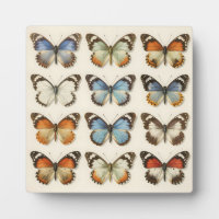 Collection de spécimens de papillons vintage