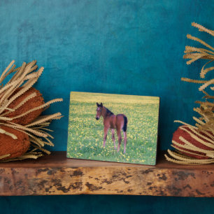 Plaque Photo Colt dans le champ de Dandelion
