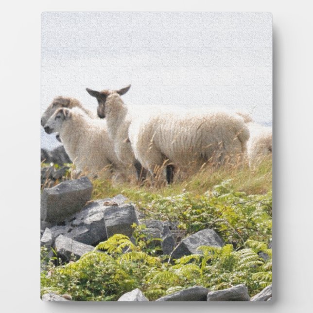 Plaque Photo Conceptions originales - Moutons dans un champ (Devant)