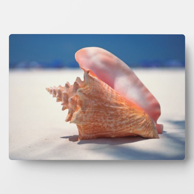 Plaque Photo Conch Shell On Beach 2 (Devant)