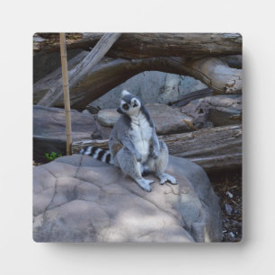 Plaque Photo Contremaître De Possum À Ringtail Au Travail,