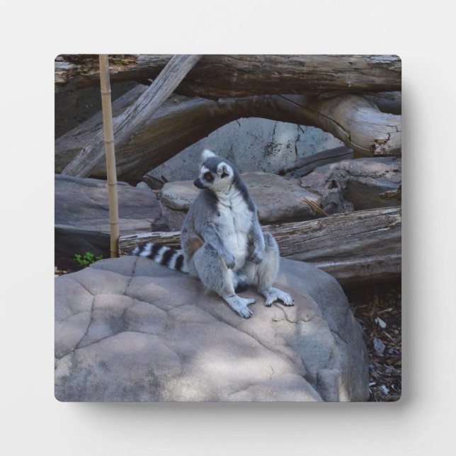 Plaque Photo Contremaître De Possum À Ringtail Au Travail, (Devant)