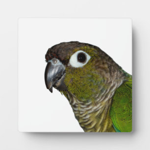 Plaque Photo Conure verte à mâcher
