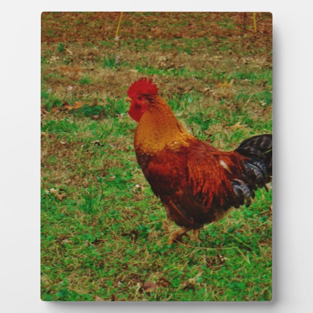 Plaque Photo Coq face à gauche (Devant)