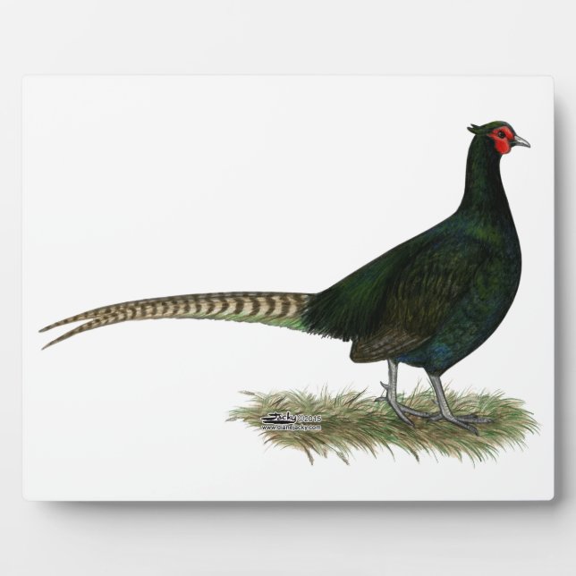 Plaque Photo Coq noir de faisan (Devant)