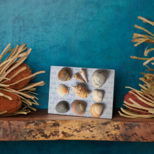 Plaque Photo Coquillages Sur Le Fond Ancre