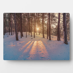 Plaque Photo Coucher de soleil dans la pinède d'hiver