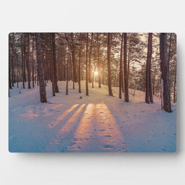 Plaque Photo Coucher de soleil dans la pinède d'hiver (Devant)