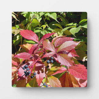 Plaque Photo Couleurs