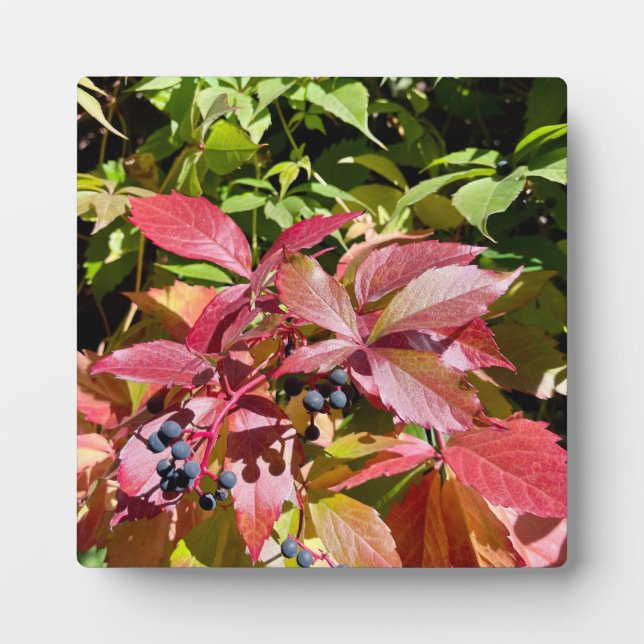 Plaque Photo Couleurs (Devant)