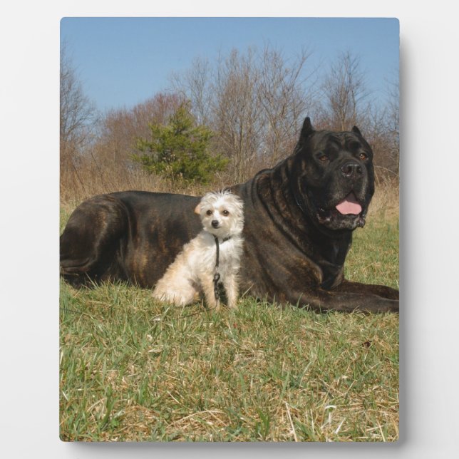 Plaque Photo Couple de chien mignon (Devant)