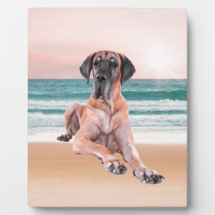 Plaque Photo Coutume Grand Chien Danse assis sur la plage