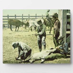 Plaque Photo Cowboys américains faisant la marque d'un veau, ve