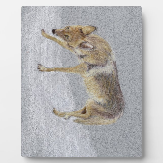 Plaque Photo Coyote (Devant)