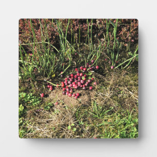Plaque Photo Cranberry Farm, Long Beach, Washington