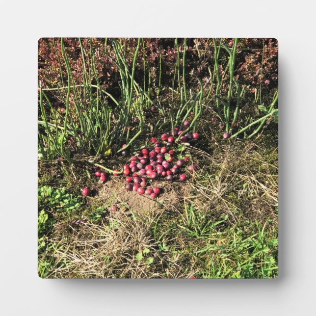 Plaque Photo Cranberry Farm, Long Beach, Washington (Devant)