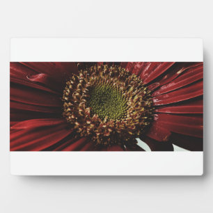 Plaque Photo Crimson Gerbera macro