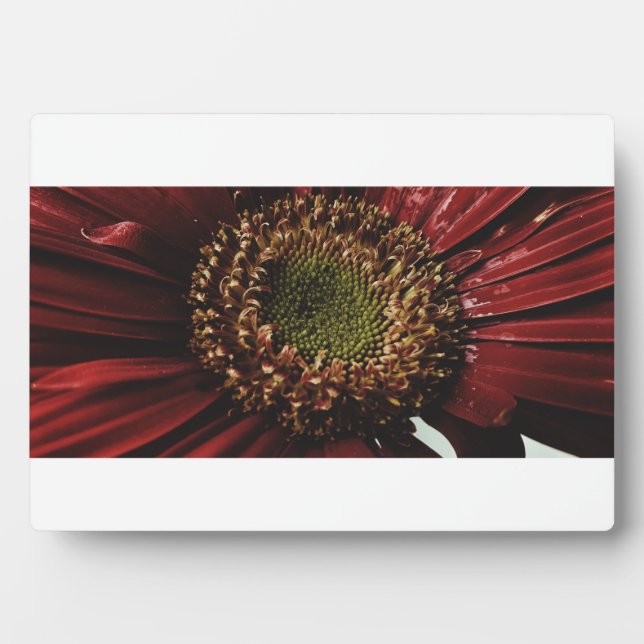 Plaque Photo Crimson Gerbera macro (Devant)